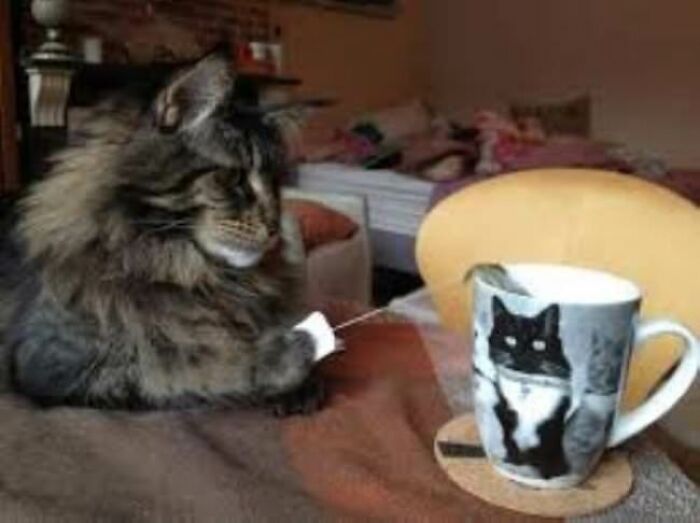 30 Pictures That Prove Cats Are Master Thieves