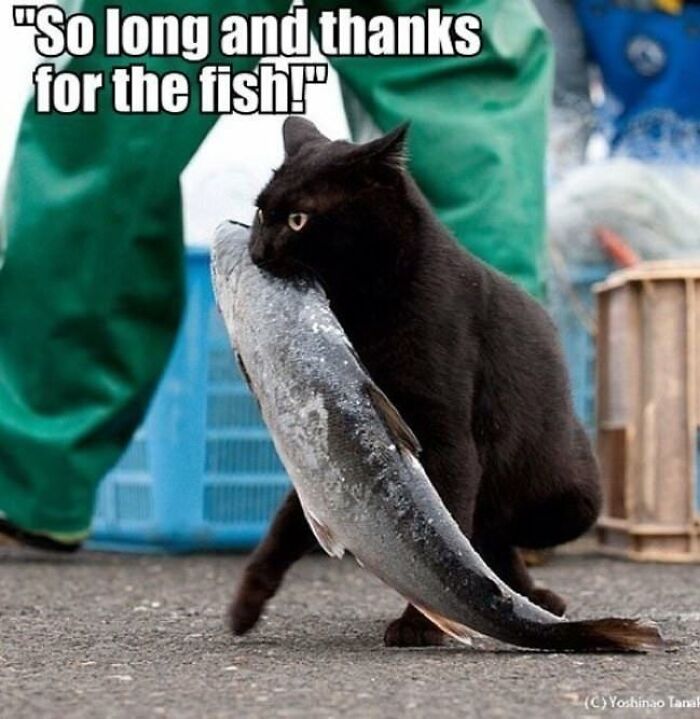 30 Pictures That Prove Cats Are Master Thieves