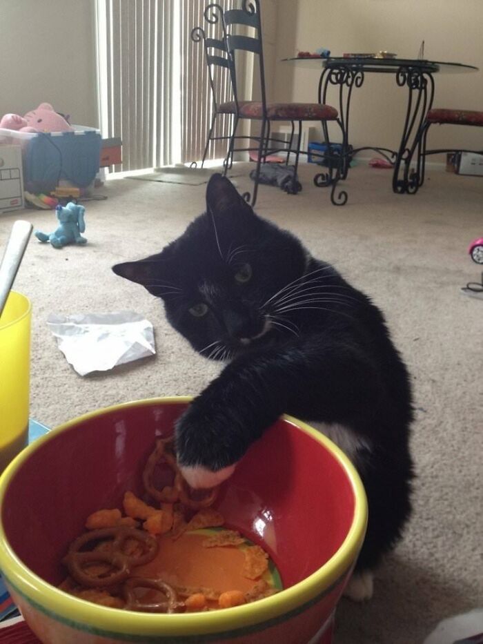 30 Pictures That Prove Cats Are Master Thieves