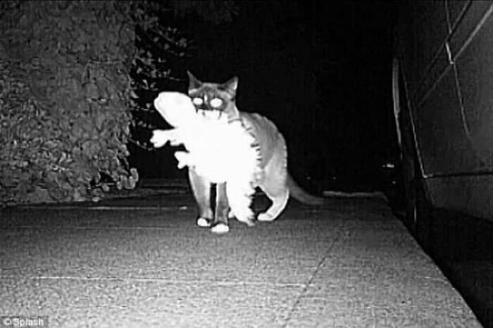 30 Pictures That Prove Cats Are Master Thieves