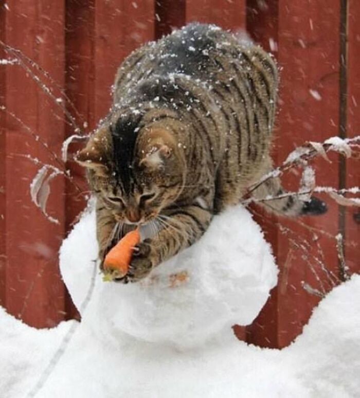 30 Pictures That Prove Cats Are Master Thieves