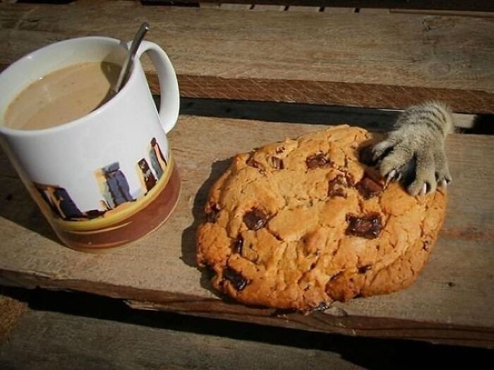 30 Pictures That Prove Cats Are Master Thieves