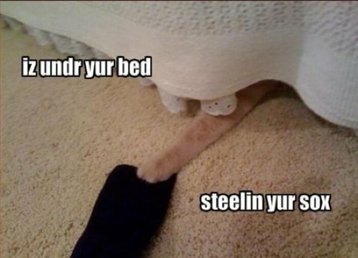 30 Pictures That Prove Cats Are Master Thieves