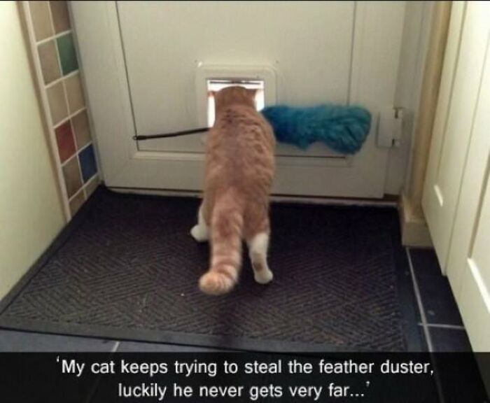 30 Pictures That Prove Cats Are Master Thieves