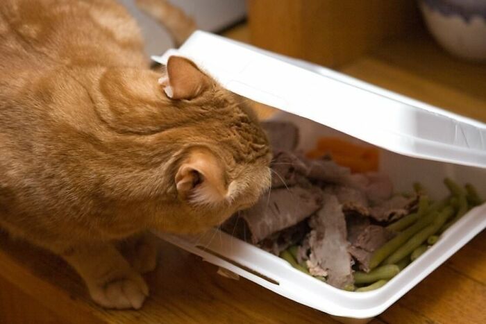 30 Pictures That Prove Cats Are Master Thieves