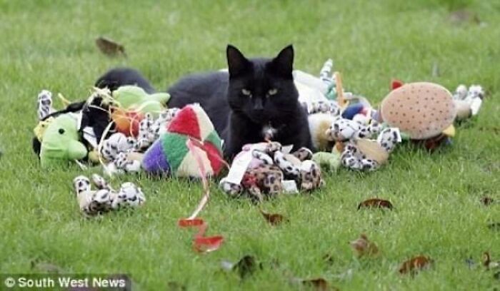 30 Pictures That Prove Cats Are Master Thieves