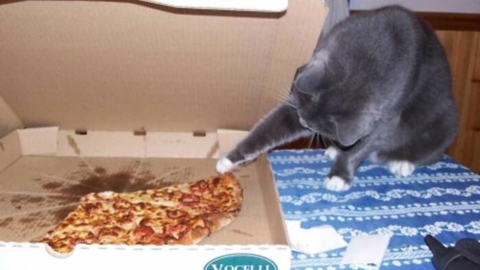 30 Pictures That Prove Cats Are Master Thieves