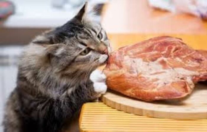 30 Pictures That Prove Cats Are Master Thieves
