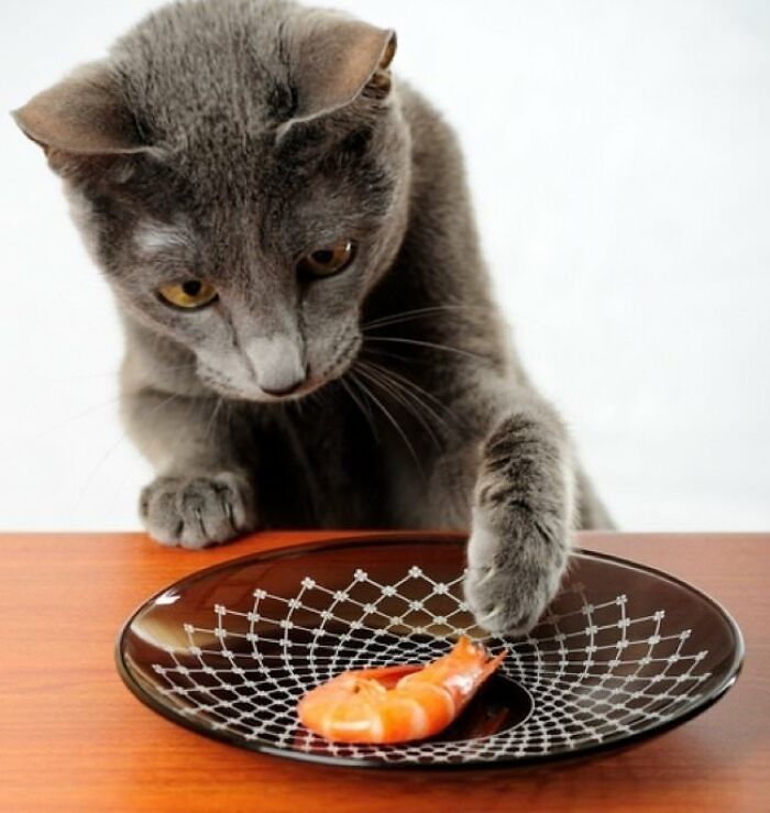 30 Pictures That Prove Cats Are Master Thieves