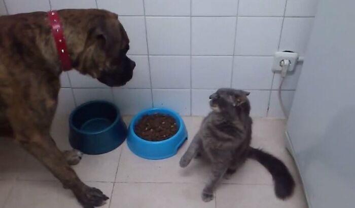 30 Pictures That Prove Cats Are Master Thieves