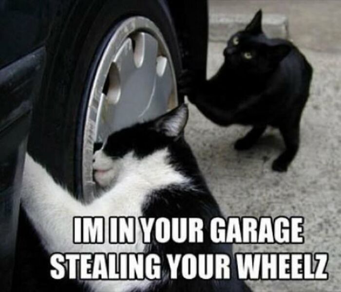 30 Pictures That Prove Cats Are Master Thieves