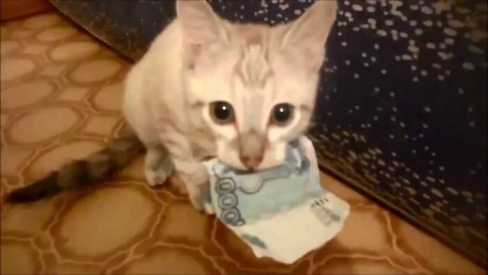 30 Pictures That Prove Cats Are Master Thieves