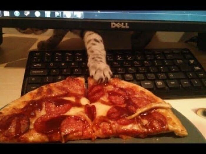 30 Pictures That Prove Cats Are Master Thieves