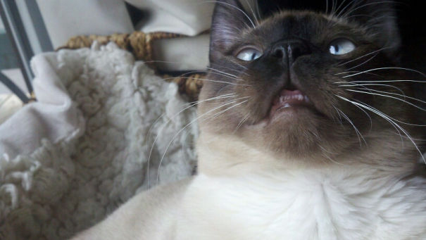 Introduced My Cat To Catnip Today