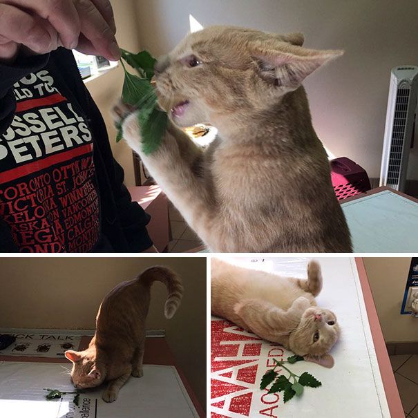 His First Try Of Catnip, Fresh From The Garden