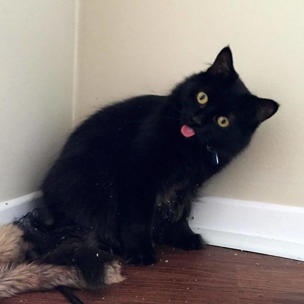 Meet Bynx: She Can’t Handle Her Catnip