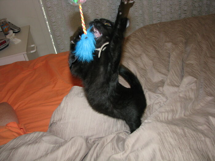 Kitten Idol - Season 1