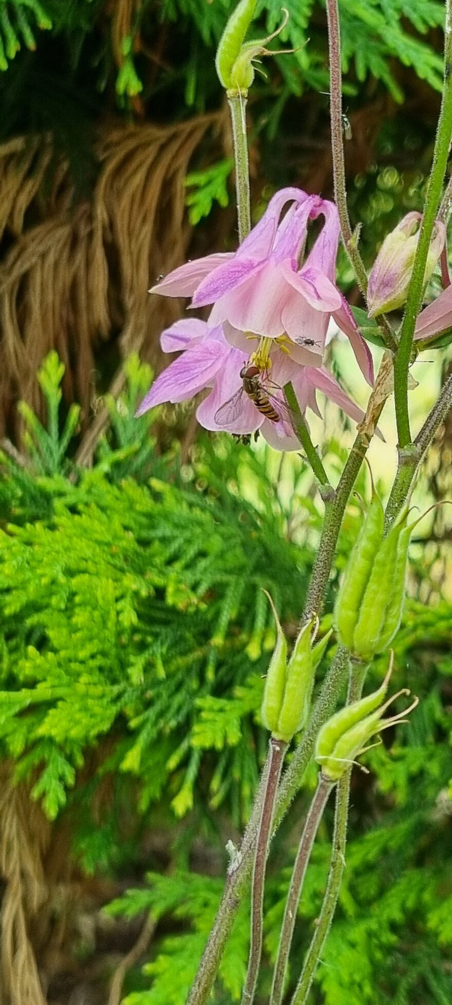 Close Up Animals In The Wild