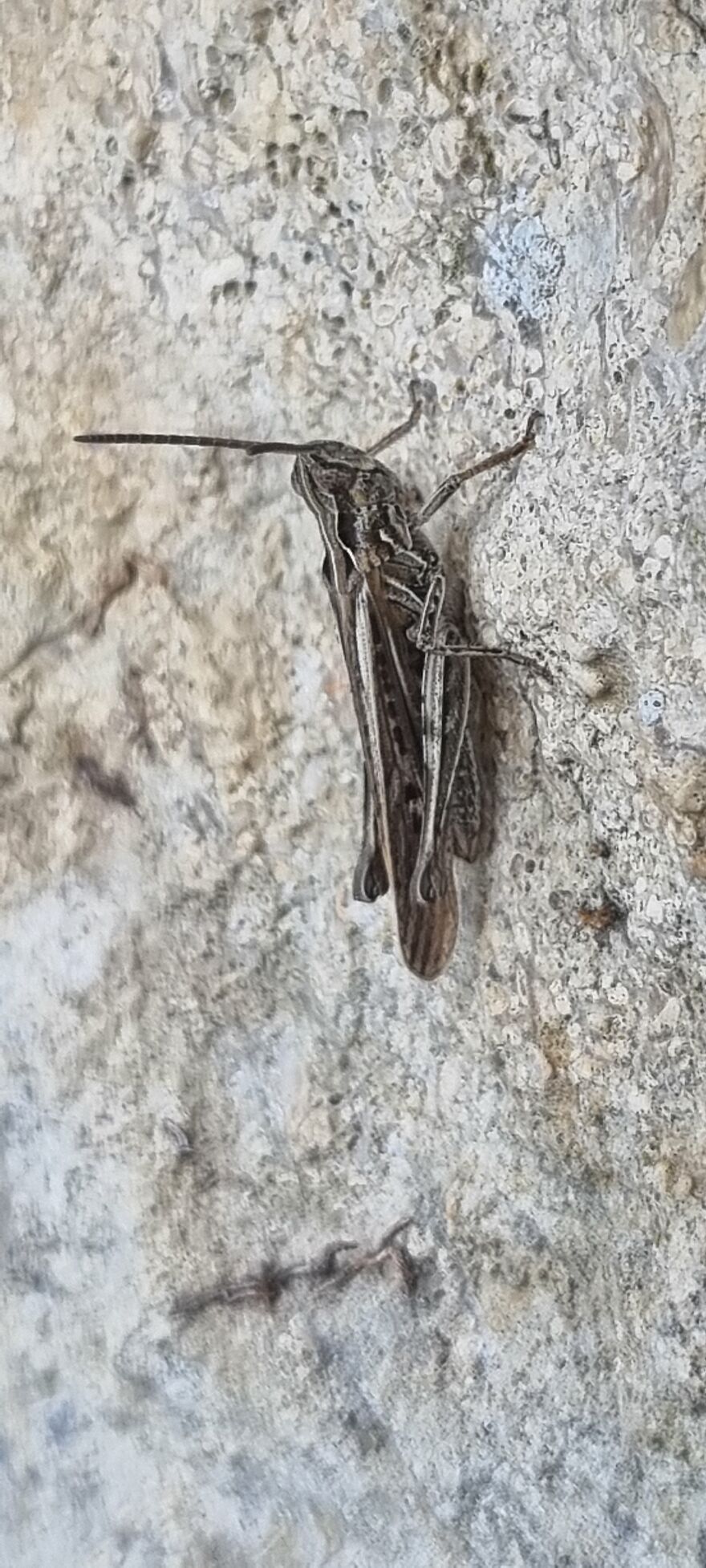 Close Up Animals In The Wild