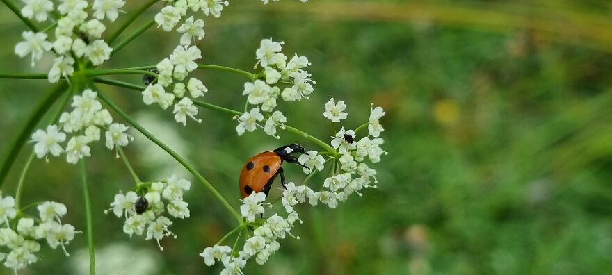 Close Up Animals In The Wild