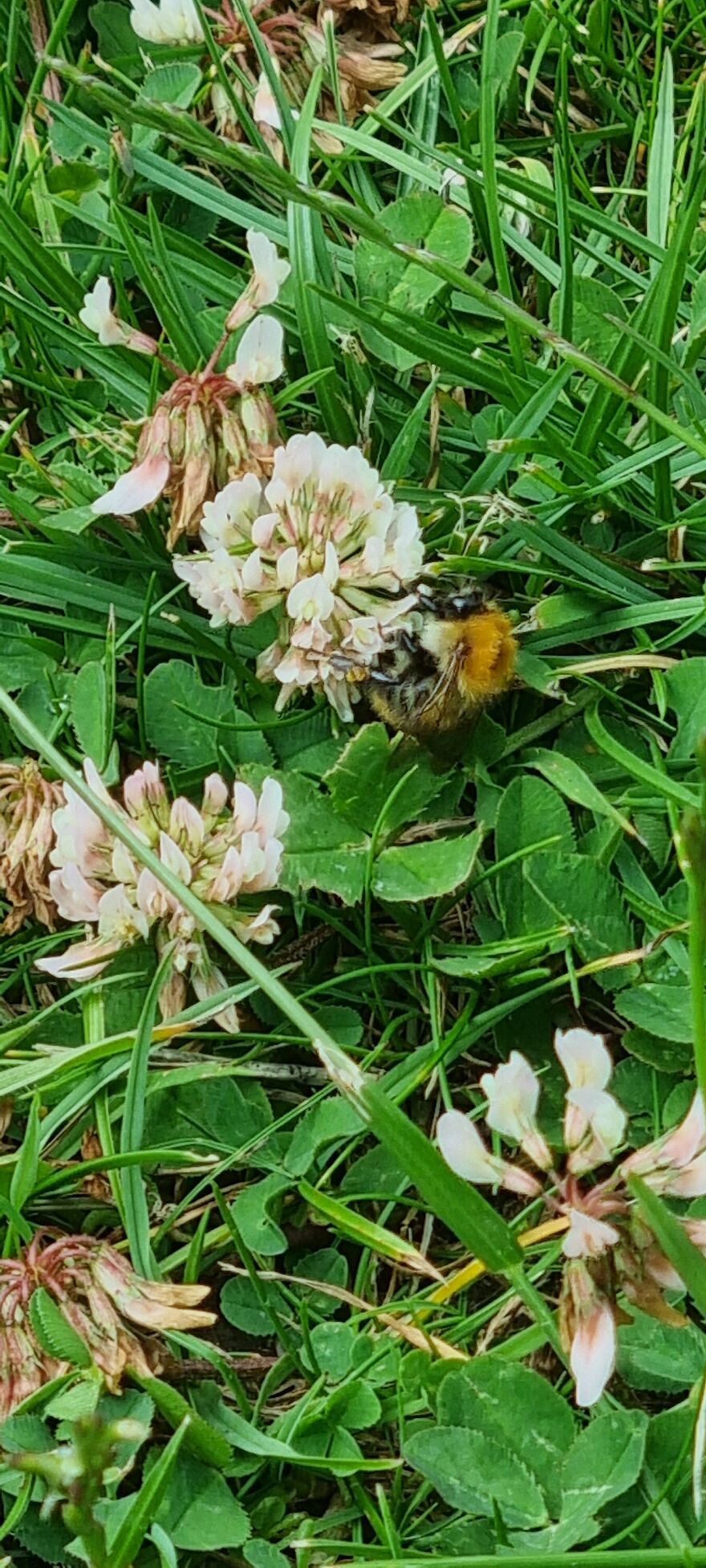 Close Up Animals In The Wild