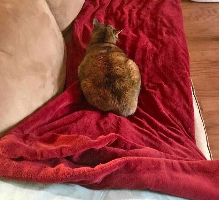 The Most Spoiled Cat On The Planet Is The One Who Meowed At Me Until I Laid Out And Turned On The Electric Throw. And Then She Promptly Stole My Spot