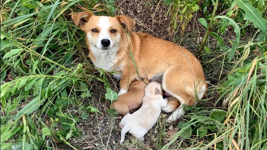 Dog Mom Abandoned With Puppies Still Waited For Her Owner Days After Being Left Dog Mom Abandoned With Puppies Still Waited For Her Owner Days After Being Left