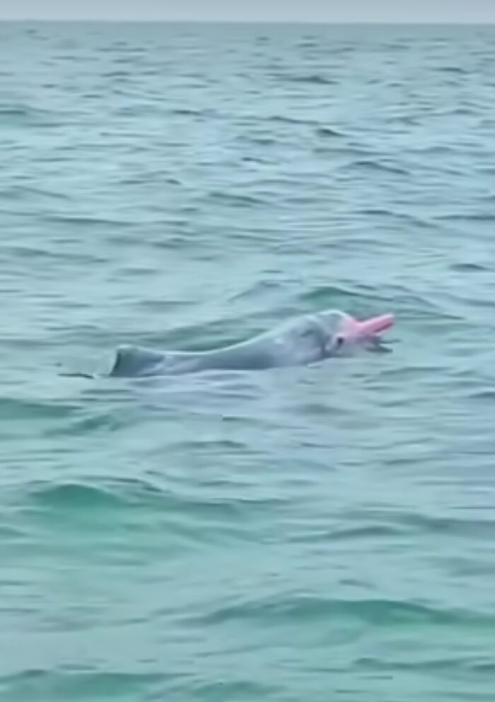 Rare Pink Dolphin Spotted At The Coast Of Louisiana Rare Pink Dolphin Spotted At The Coast Of Louisiana