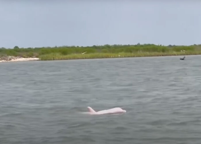 Rare Pink Dolphin Spotted At The Coast Of Louisiana Rare Pink Dolphin Spotted At The Coast Of Louisiana