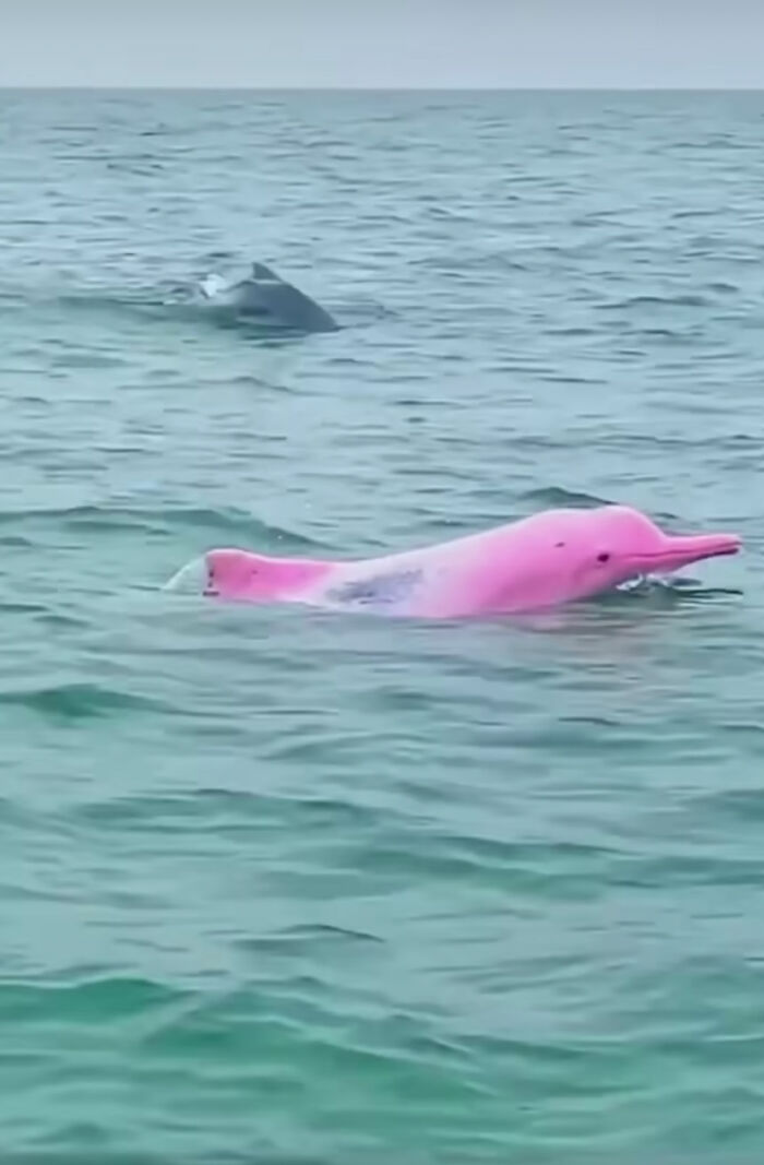 Rare Pink Dolphin Spotted At The Coast Of Louisiana Rare Pink Dolphin Spotted At The Coast Of Louisiana