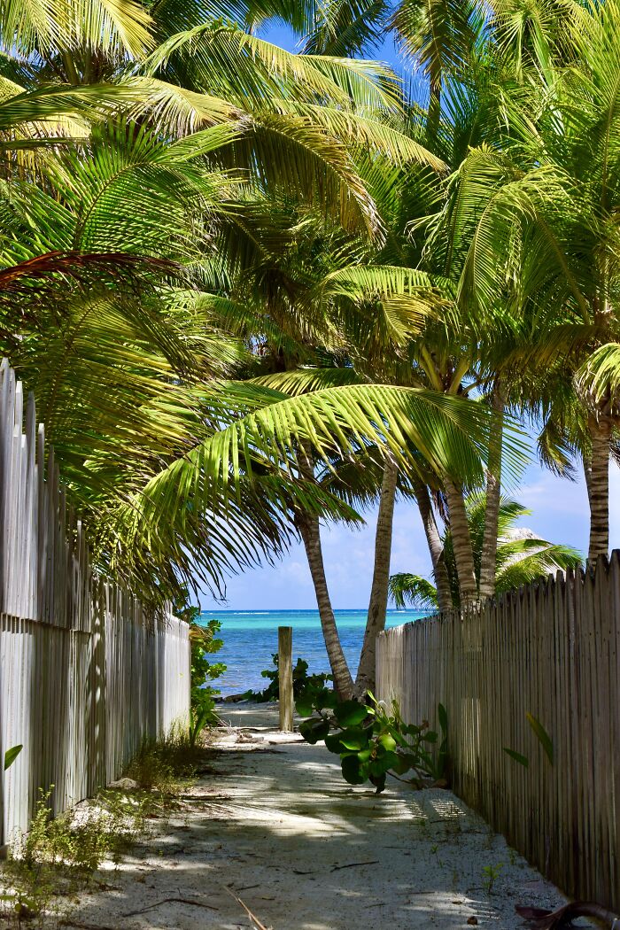 A Tropical View In San Pedro