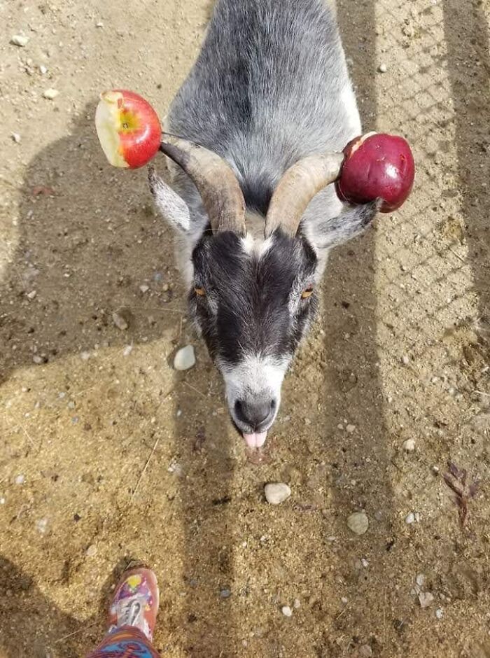 Ernie And His Dunce Horns When He Refused To Quit Being Fresh And Hooking Me In The Butt!
