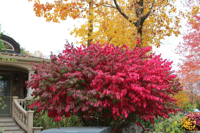 This Is A Stunning Bush That Is Colored Red