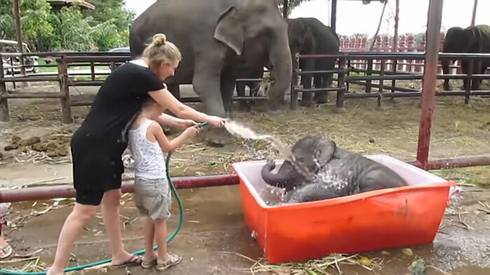 Baby Elephant Has A Great Time Struggling In Bathtub