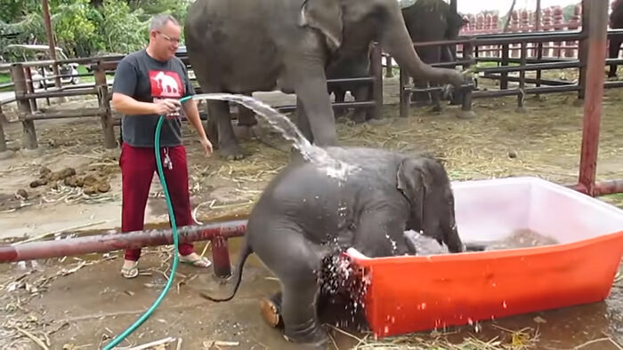 Baby Elephant Has A Great Time Struggling In Bathtub