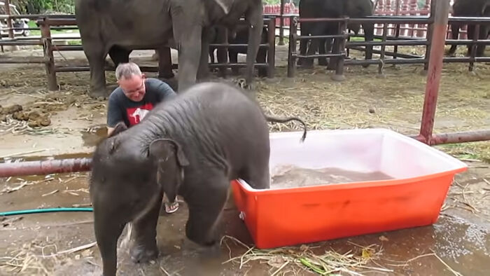 Baby Elephant Has A Great Time Struggling In Bathtub