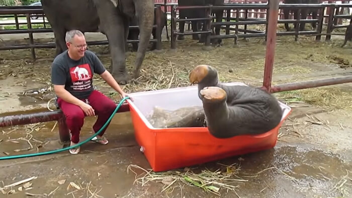 Baby Elephant Has A Great Time Struggling In Bathtub