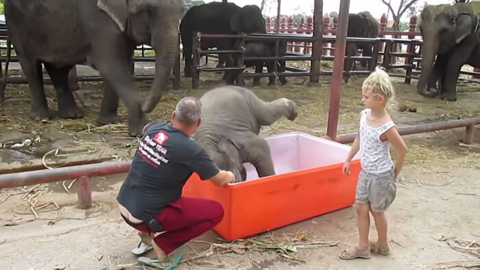 Baby Elephant Has A Great Time Struggling In Bathtub