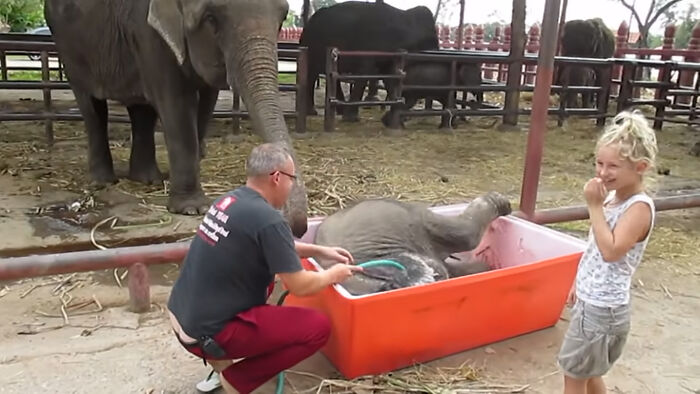 Baby Elephant Has A Great Time Struggling In Bathtub