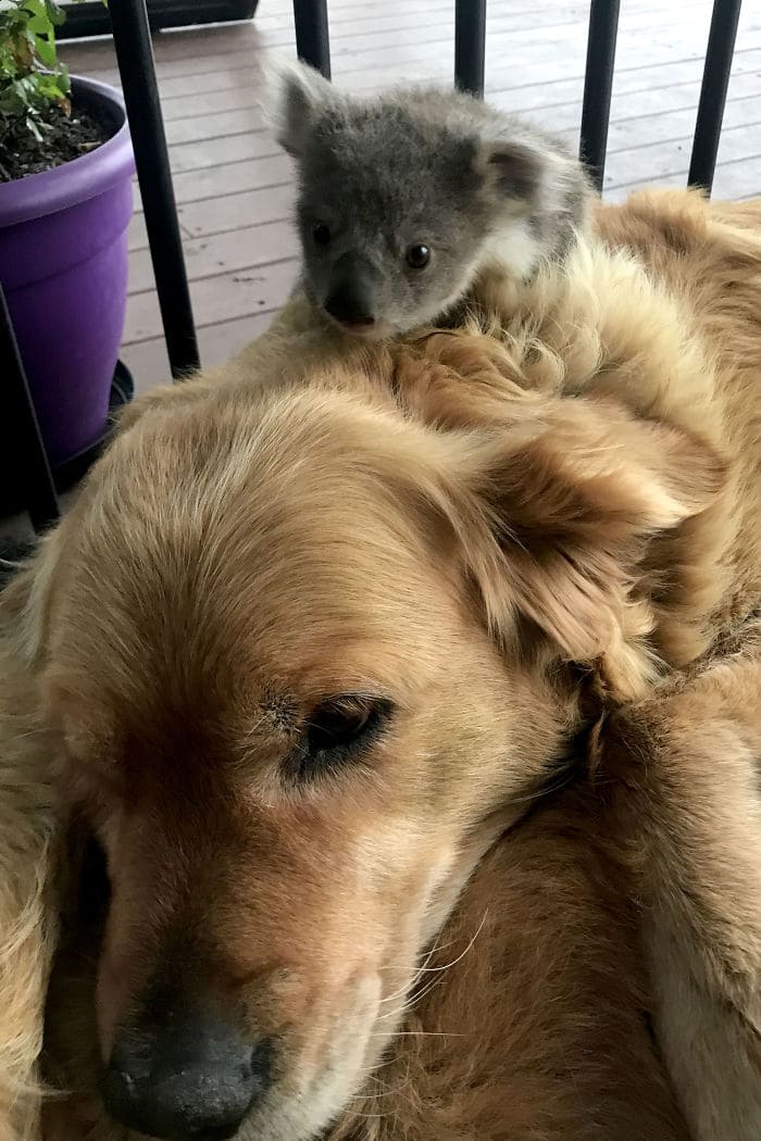 Golden Retriever Saved Abandoned Baby Koala And Brought Him Home With Her (4 Pics)