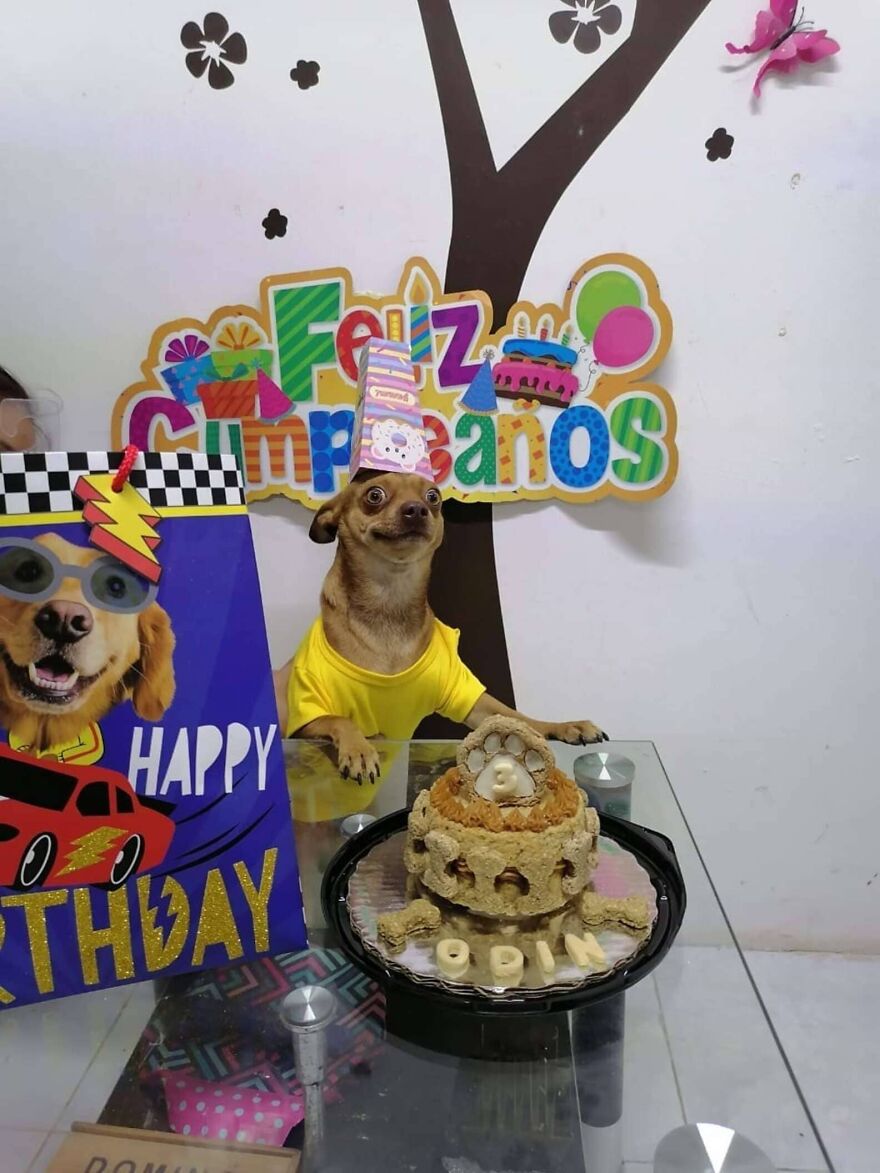 Meet Odin, An Adorable Dog Couldn&rsquo;t Be Any Happier With His Own Surprise Party