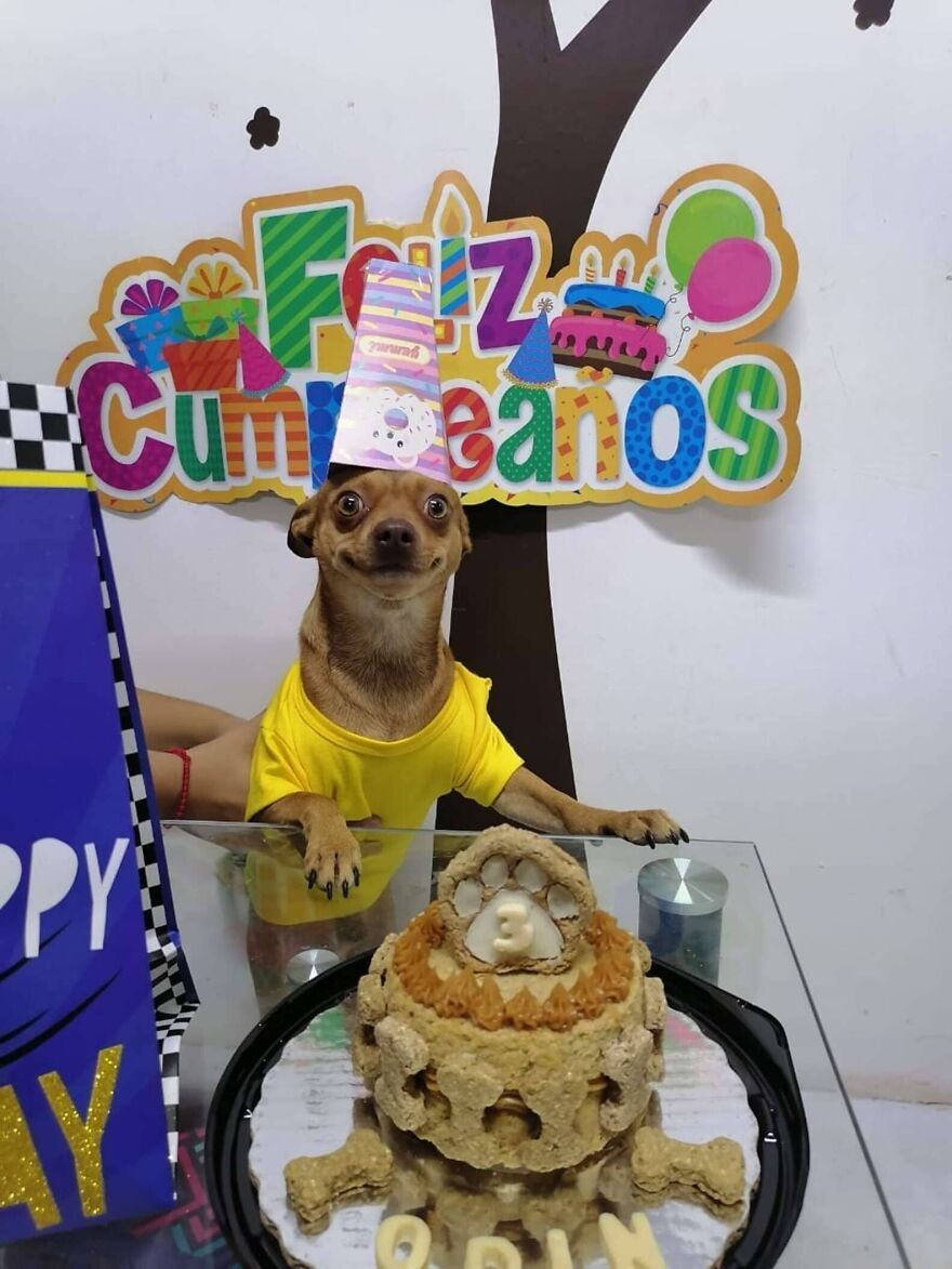 Meet Odin, An Adorable Dog Couldn&rsquo;t Be Any Happier With His Own Surprise Party