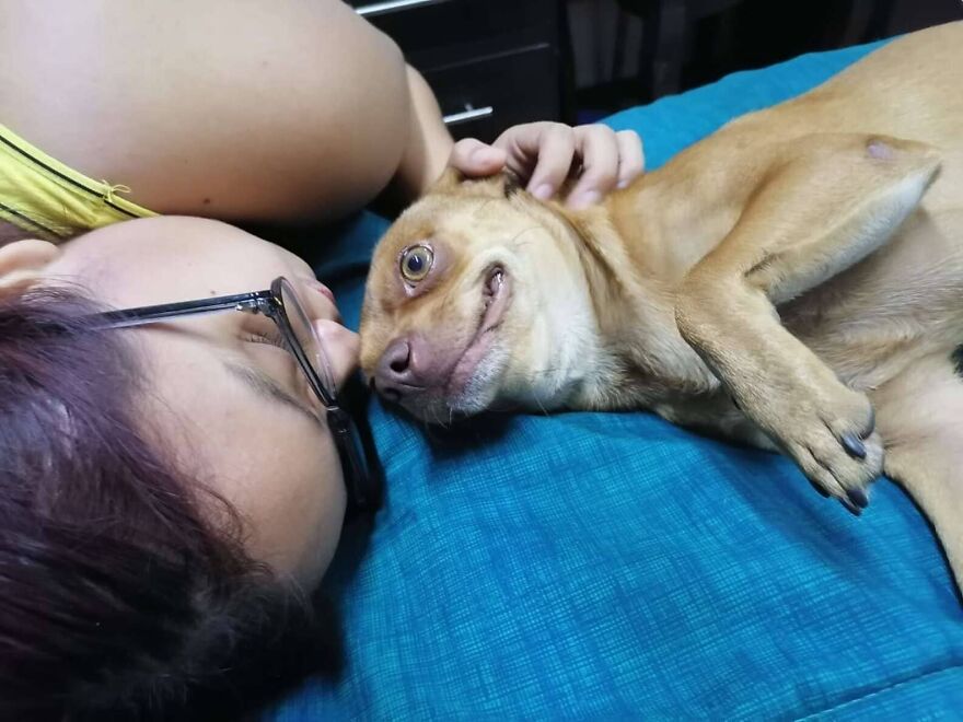 Meet Odin, An Adorable Dog Couldn&rsquo;t Be Any Happier With His Own Surprise Party