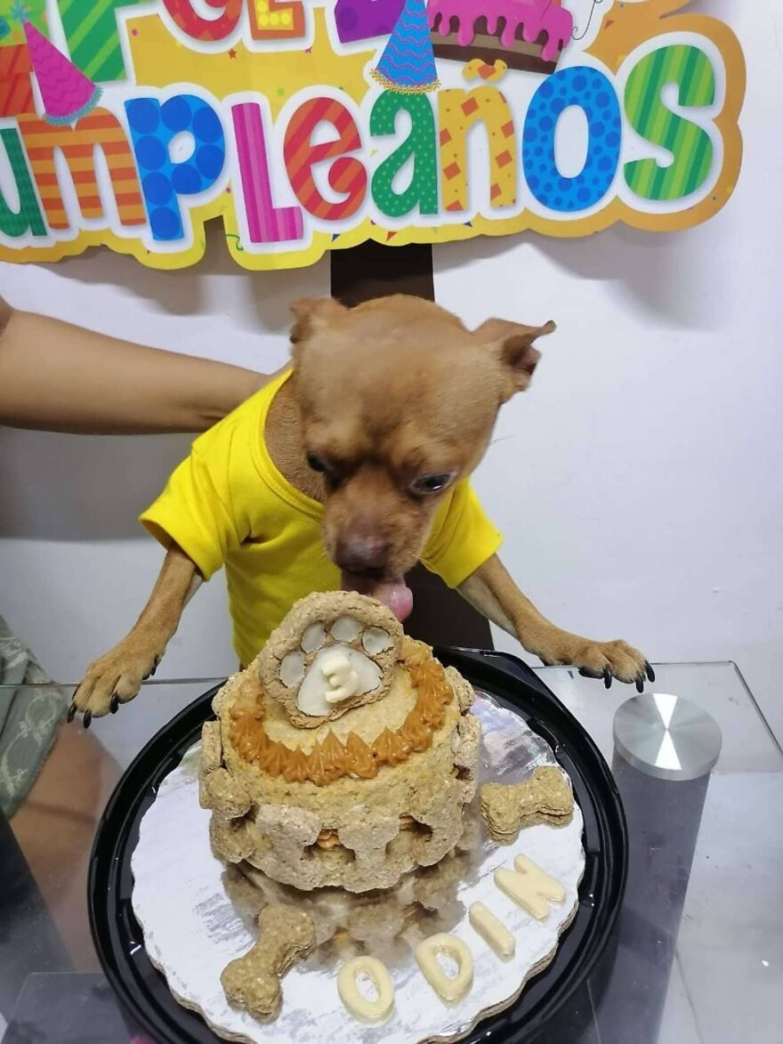 Meet Odin, An Adorable Dog Couldn&rsquo;t Be Any Happier With His Own Surprise Party