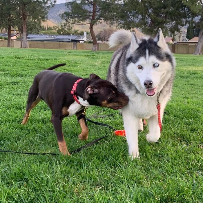 Depressed Obese Husky Finds Herself Again Through An Awesome Journey