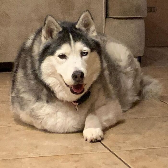 Depressed Obese Husky Finds Herself Again Through An Awesome Journey