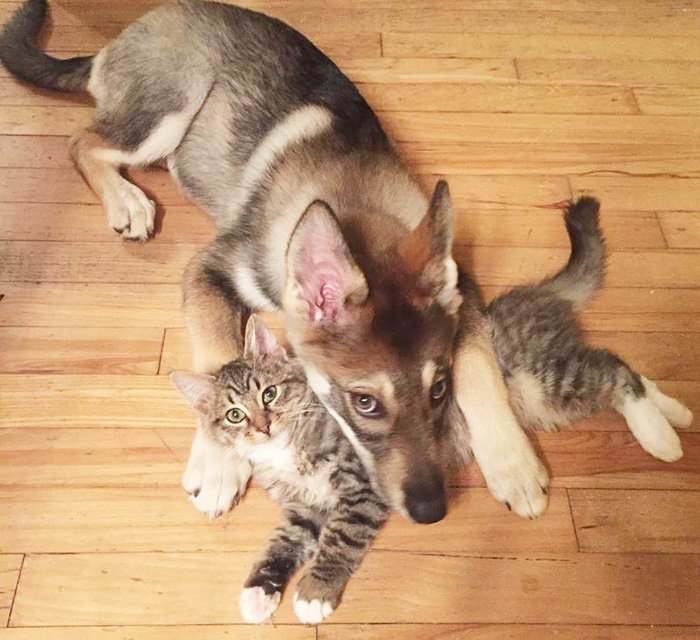 This Husky Picked Out Her Own Kitten To Take Home From Shelter (9 Pics) This Husky Picked Out Her Own Kitten To Take Home From Shelter (9 Pics)