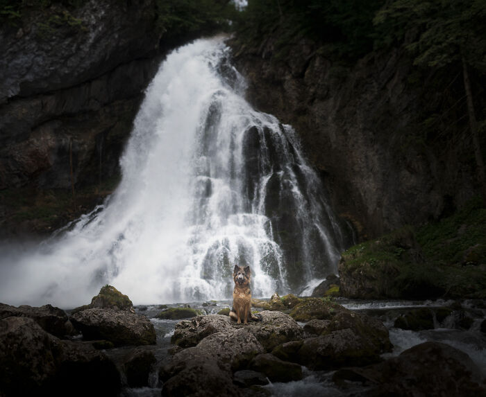 I Travel Everywhere To Create Photo's Of Dogs