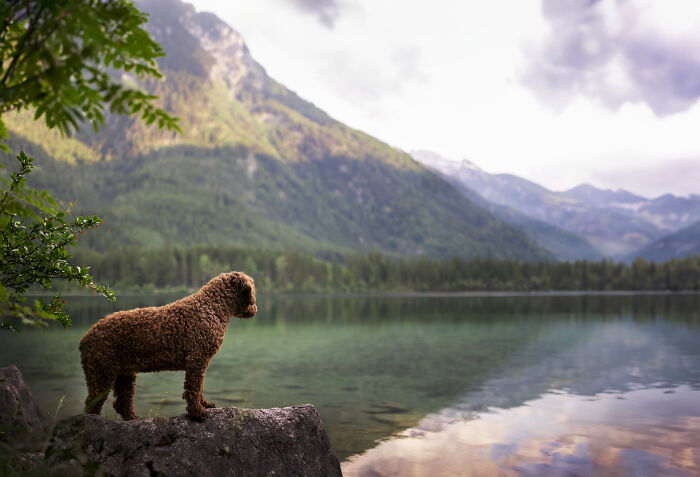 I Travel Everywhere To Create Photo's Of Dogs