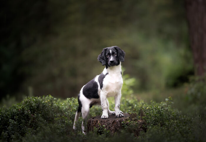 I Travel Everywhere To Create Photo's Of Dogs